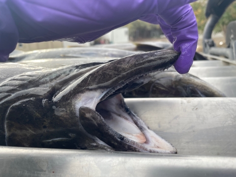 Image of a salmon that is being examined for fish health purposes