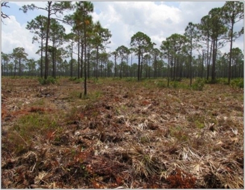 A brown mulch field leading to tall trees aligned across the entire width of the image reaching up towards a cloudy sky.