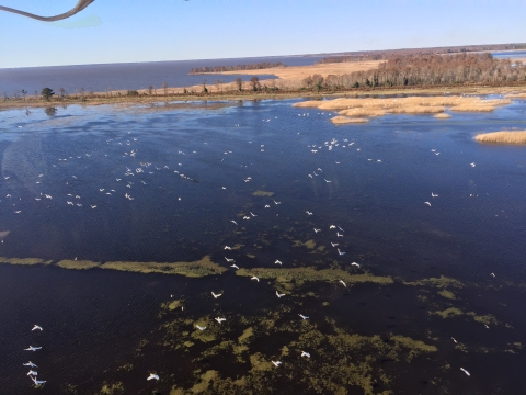 An aerial view of an expansive wetland with dozens of white swans in flight