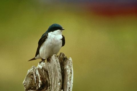 Tree swallow perched