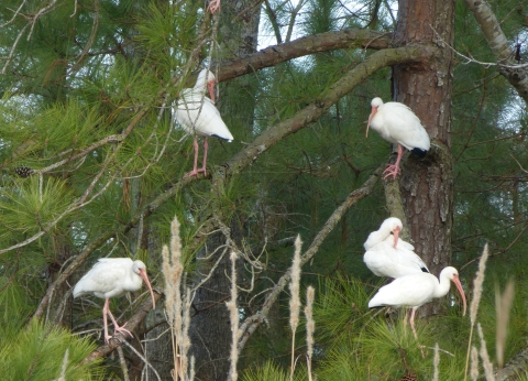 White ibis perched in pine tree