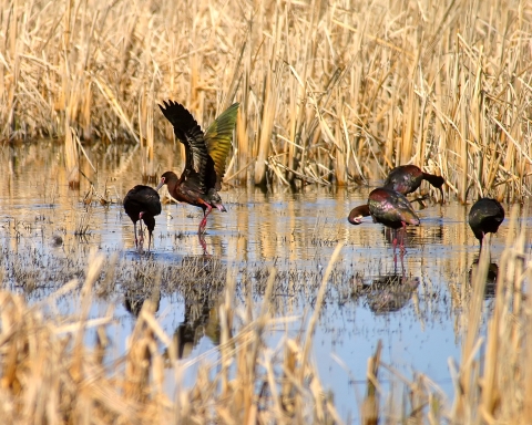 Five ibis forage in a shallow wetland. One is flapping its wings and another is preening the feathers on its side. The ibis are a bronzy green color with long down-curved bills.