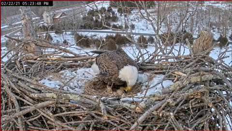 adult in large nest looking at two eggs under it