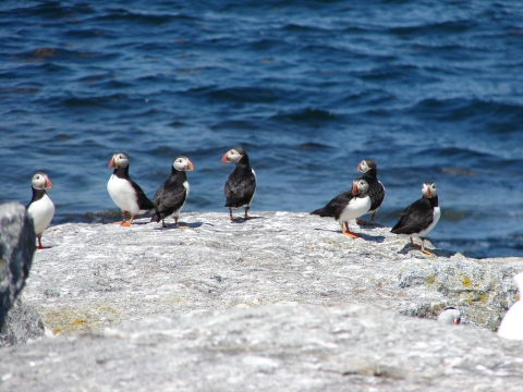 Atlantic puffins on ledge