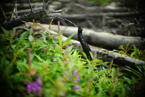 flowers with burnt wood in the background