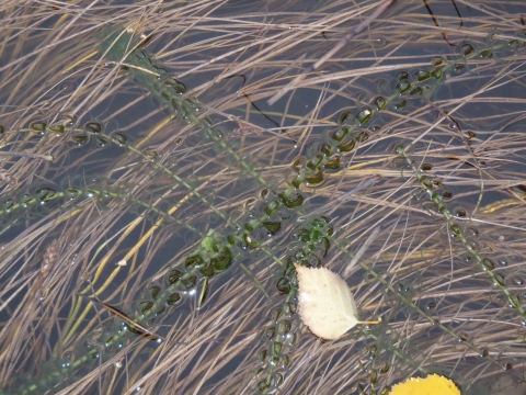 Elodea in water that has long tan grasses also in it.