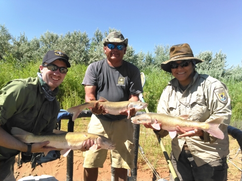 Three biologists stand and hold Colorado pikeminnow specimens.