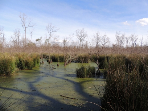 a lake covered in algae with cypress trees and tall grasses