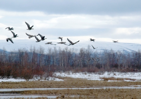 Greater White Front geese flock flying in Kanuti Refuge, snow dusted hills in the background.