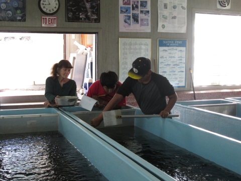 Three people lean over an indoor rectangular aquaculture tank.