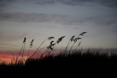 Sea oats silhouetted by sunset on the dunes at Sunset Beach.