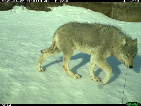 a wolf walking in the snow