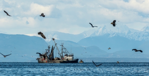 Birds surround two herring fishing boats