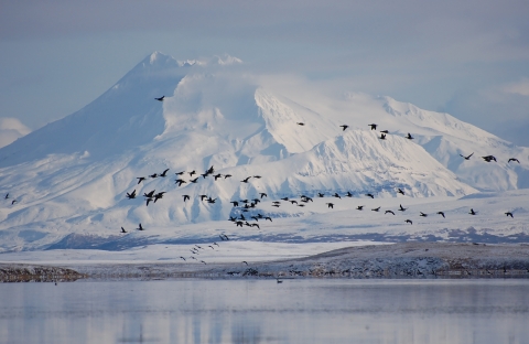 Birds flying in front of a snow-covered mountain