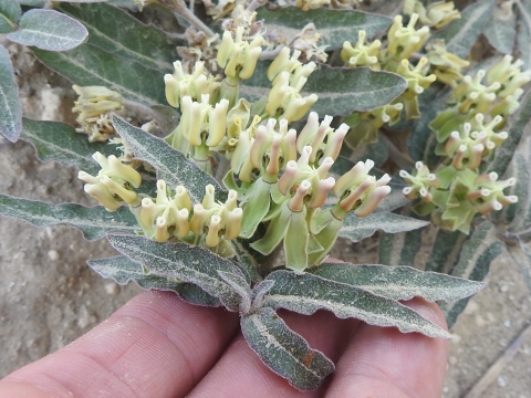 Prostrate milkweed