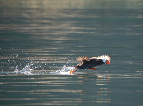 A Tufted Puffin Takes Flight