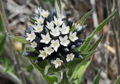 cream-colored flowers surrounded by dark green leaves