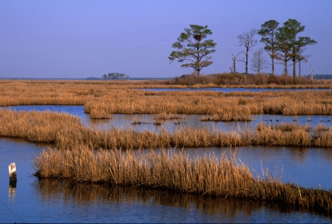 Tidal marshes at Blackwater NWR with a few pine trees in the background.