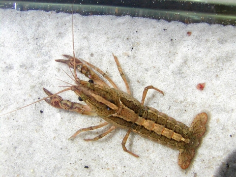 This species has a brown body with a dark brown to black stripe and a light brown to tan stripe that stretches from the head to its tail. The sides of the cephalothorax (the head and chest) are tan with reddish-brown spots.