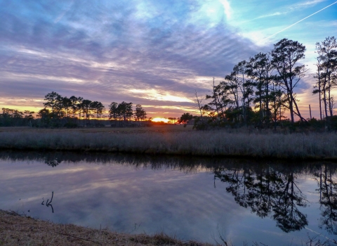 A saltmarsh with open water in the foreground, pines and grass in the distance and a background sunset sky of purple, pink and blue