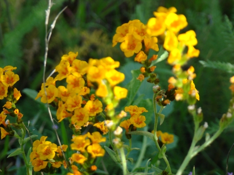 Flowering stalks of large-flowered fiddleneck with bright golden flowers