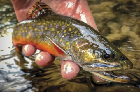 A hand holding a green, yellow and red fish.