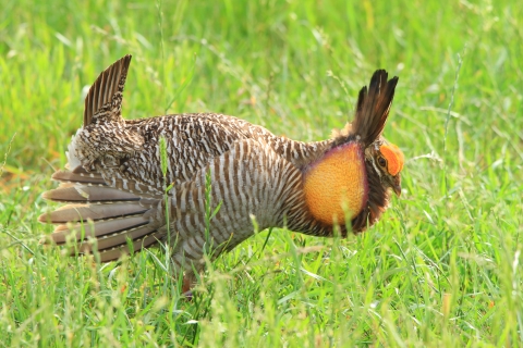 a brown and tan striped bird with orange on the top of its head and sides of its neck leans parallel to the ground with tail pointed upward and wings held back