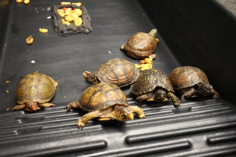 Confiscated box turtles