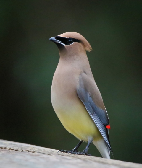 Brown, black and yellow bird stands on a fence