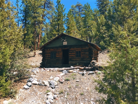 Historic log cabin surrounded by pine trees