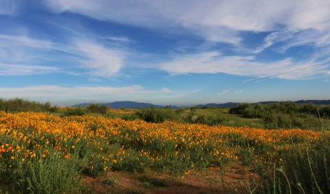 Fields of poppies