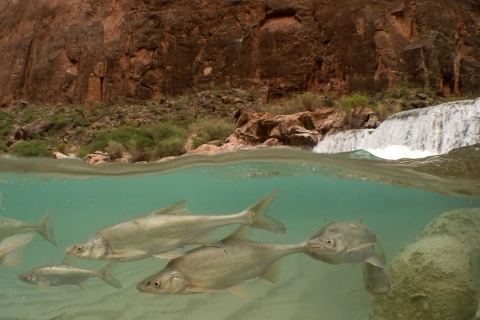 Humpback chub (Gila cypha) as seen in the Little Colorado River/