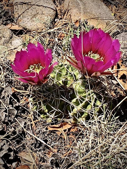 Two pink flowers bloom on a pair of Kuenzler hedgehog cacti