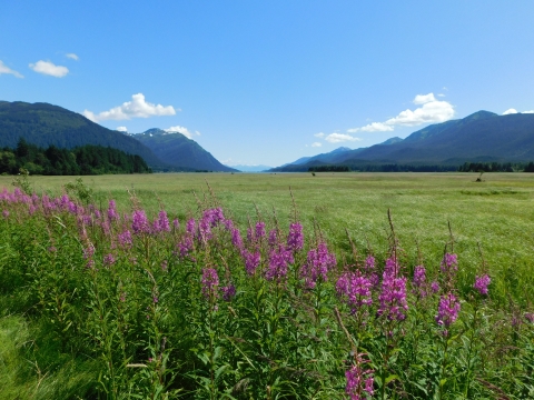 fireweed flowers with mountains in the background