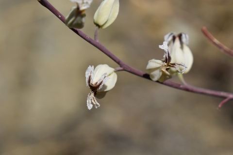 Pale Metcalf Canyon jewelflower buds on a narrow, dark branch