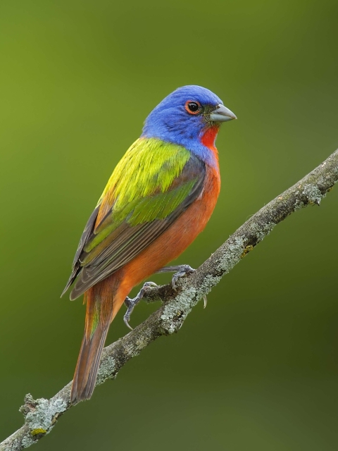 Painted Bunting