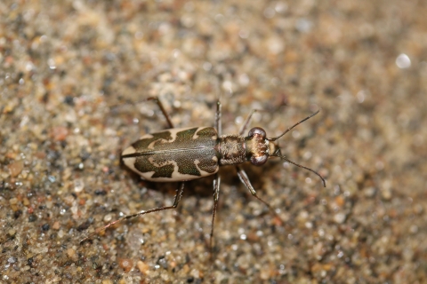 iradescent grren/black and tan insect on beach sand