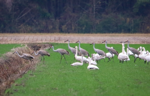 A line of tall sandhill cranes walking on bright green grass with a group of white tundra swans