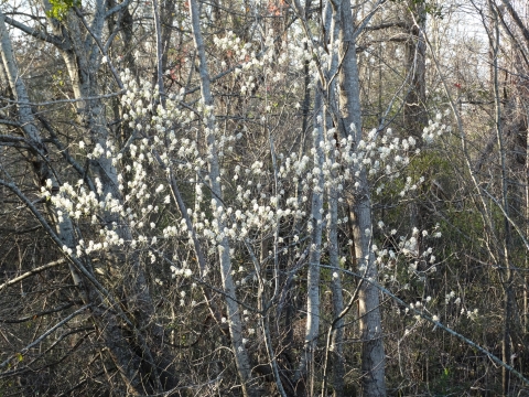 White flowering small tree on the edge of a forest