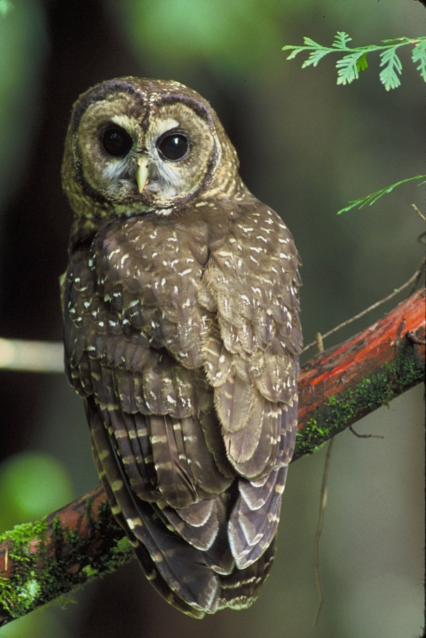 A Spotted owl on a branch. 