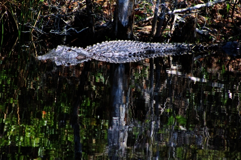 Alligator resting in the water