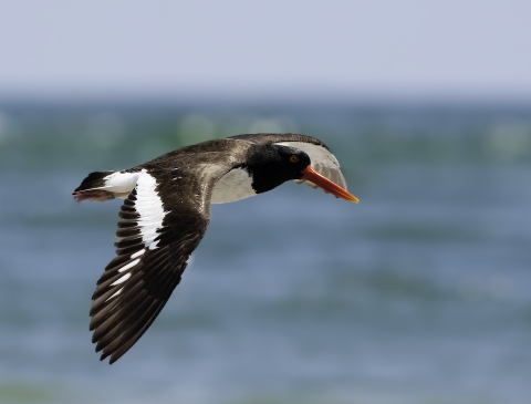 A dark bird with an orange bill and a white stripe in the wings flies in front of the ocean