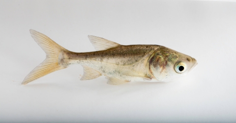 A juvenile bighead carp with a white background.