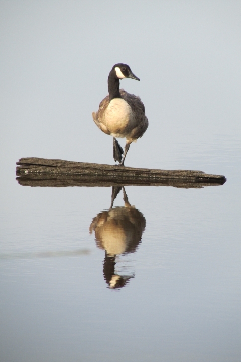 A goose with black-and-white head sits with one foot up on a log