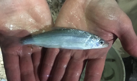 Cisco at Jordan River National Fish Hatchery