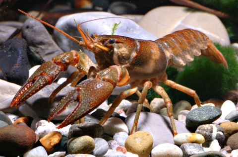 reddish-colored crustacean on rounded rocks at bottom of stream 