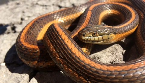 A giant garter snake with a bright orange dorsal stripe curled up on rocks