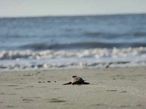 A tiny loggerhead hatchling hustles towards the ocean.