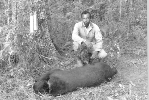 A black and white portrait of a black man -- A Fish and Wildlife Service employee, squatting behind a sedated, trapped bear