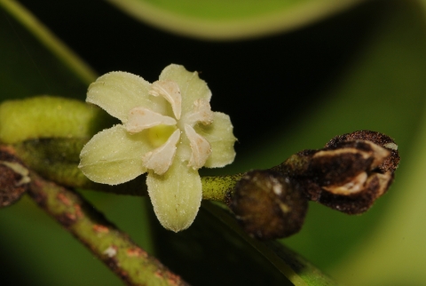 Close up of a Palo de rosa displaying a few stems and a single small white flower.